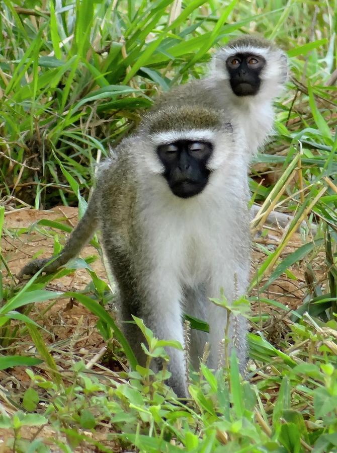 Unschooling Photograph - Black Face monkeys by Exploramum Exploramum Unschooling Photograph - Black Face monkeys by Exploramum Exploramum