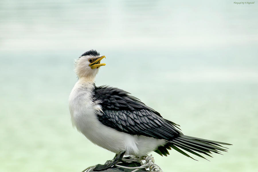 black faced Cormorant 02 Photograph by Kevin Chippindall