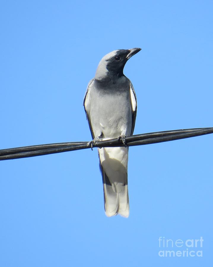 Black Faced Cuckoo Shrike 2 Photograph by Evie Hanlon