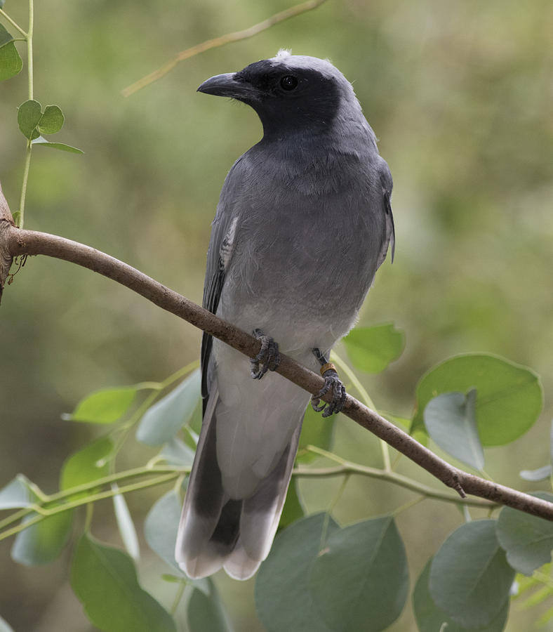 Black-faced Cuckoo-shrike Photograph by Masami Iida