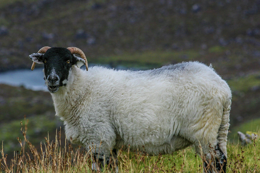 Black-Faced Mountain Sheep Photograph by John A Megaw