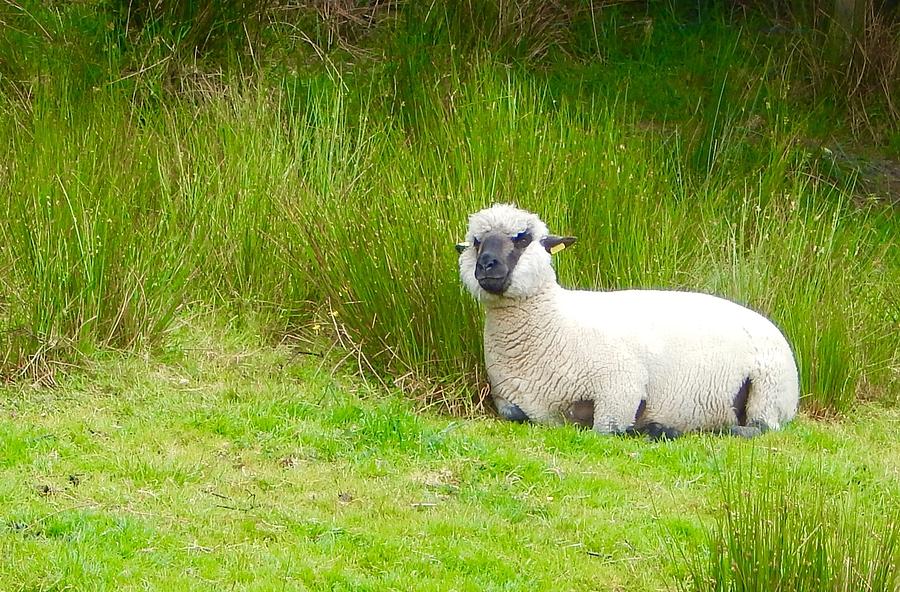 Black faced sheep Photograph by Sue Morris