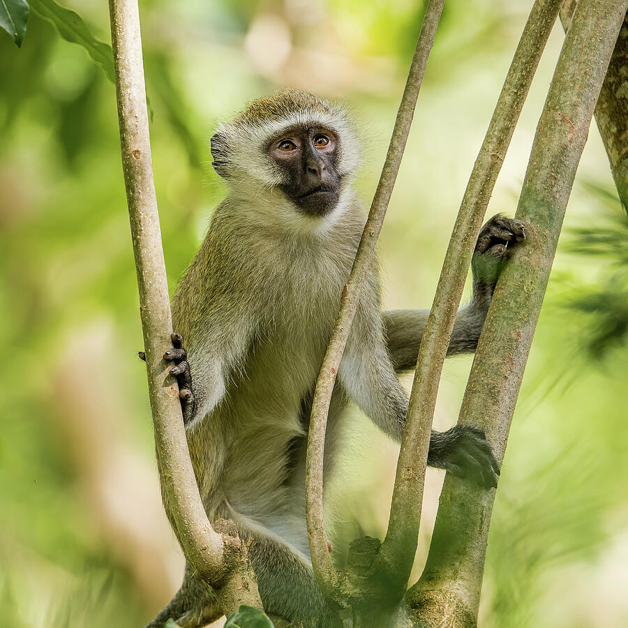 Monkey Photograph - Black-Faced Vervet in a Tree by Morris Finkelstein