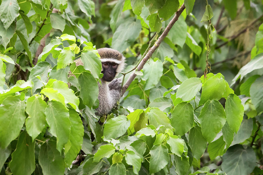 Black faced vervet monkey in leafy tree, Uganda Photograph by Karen Foley