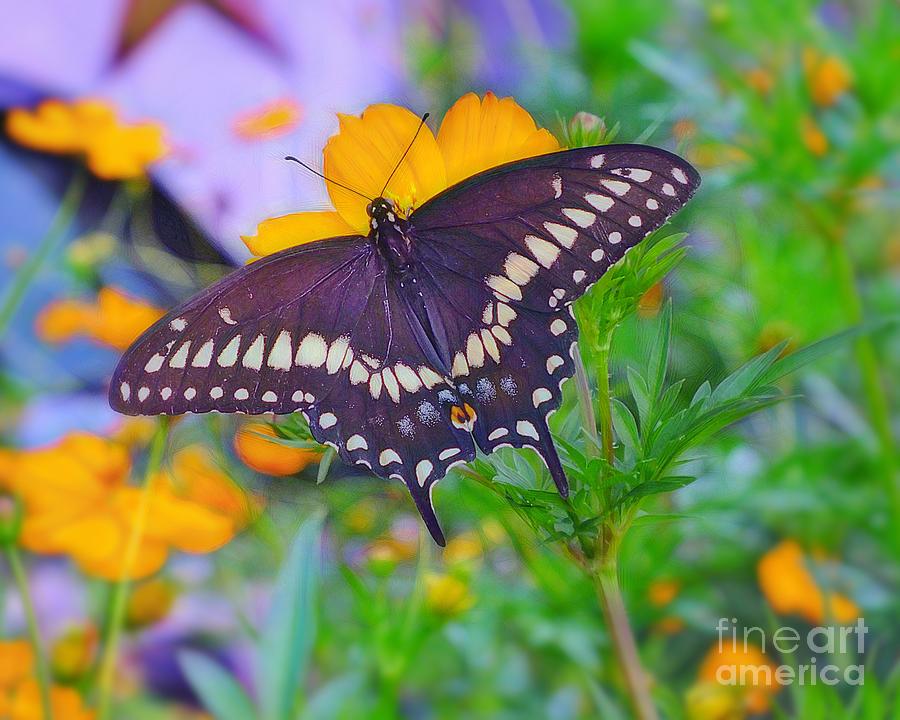 Black Female Eastern Swallowtail Butterfly Photograph by Scott Cameron