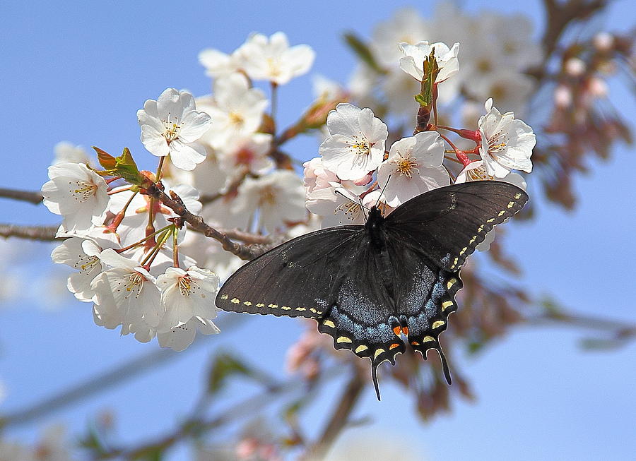 Black Female Swallowtail Butterfly Photograph by Allen Nice-Webb