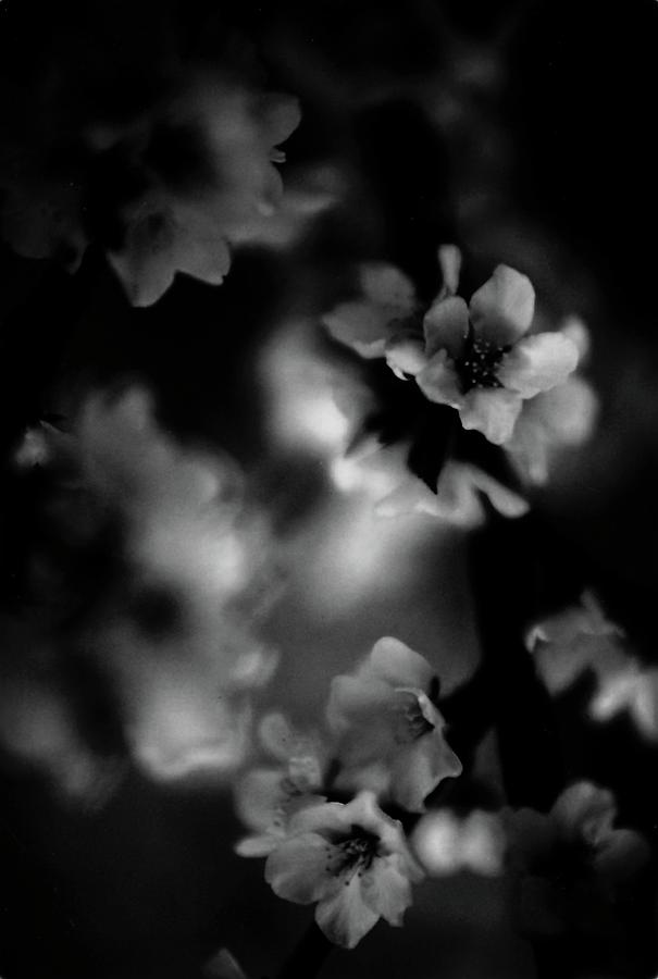 Black Flower Photograph by Brian Sereda