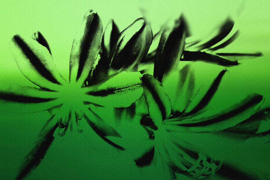 Black Flower Digital Art