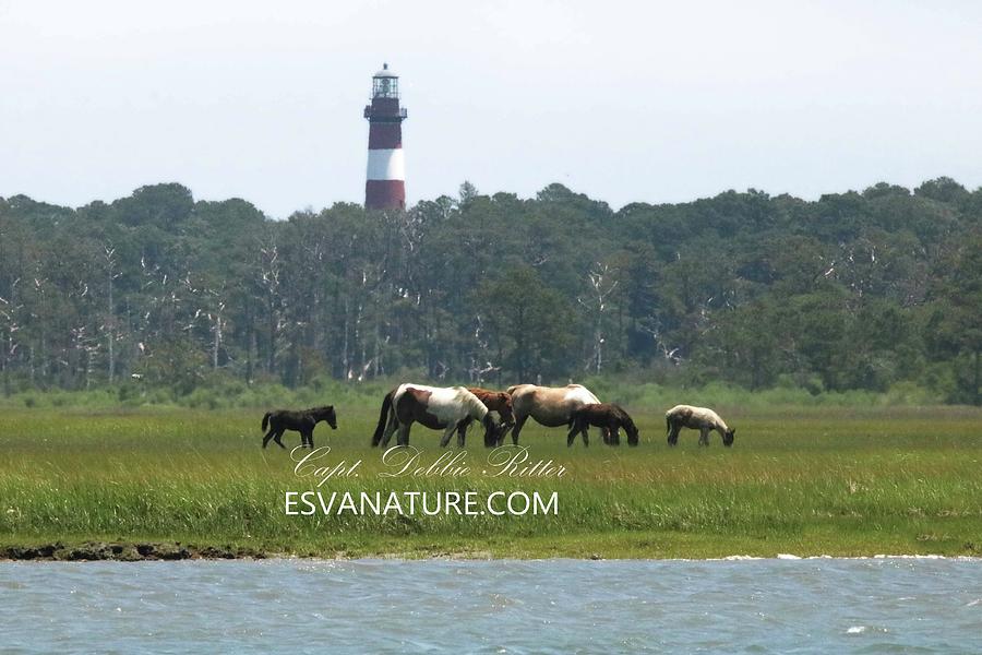 Wild Horses Photograph - Black Foal by the Lighthouse by Captain Debbie Ritter Wild Horses Photograph - Black Foal by the Lighthouse by Captain Debbie Ritter