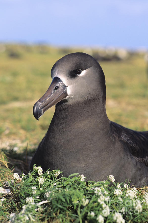 Albatross Photograph - Black Footed Albatross by Reggie David - Printscapes