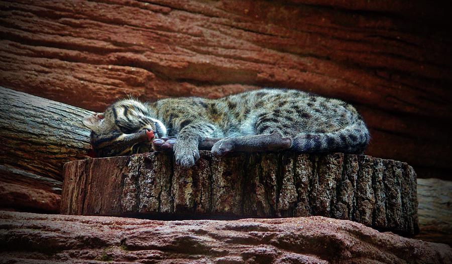 Black Footed Cat Photograph by Cynthia Guinn