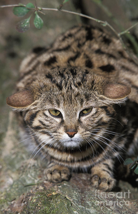 Black-footed Cat Felis Nigripes Photograph by Gerard Lacz