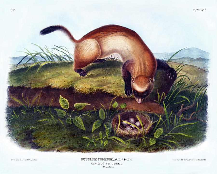 Mammal Painting - Black Footed Ferret Antique Print Audubon Quadrupeds of North America Plate 93 by Orchard Arts
