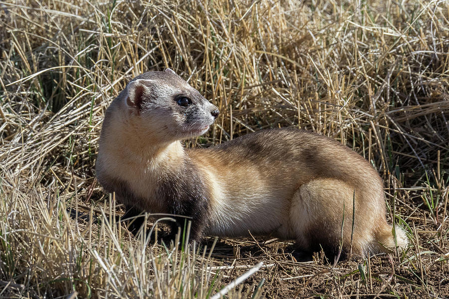 Black-footed Ferret Keeps Watch Photograph by Tony Hake - Fine Art America