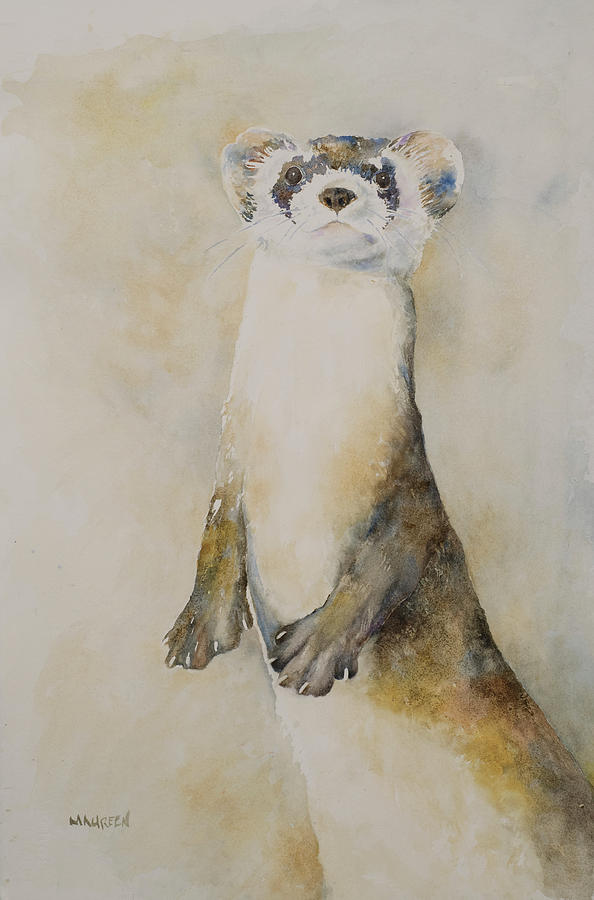Black-footed Ferret Painting by Maureen Moore
