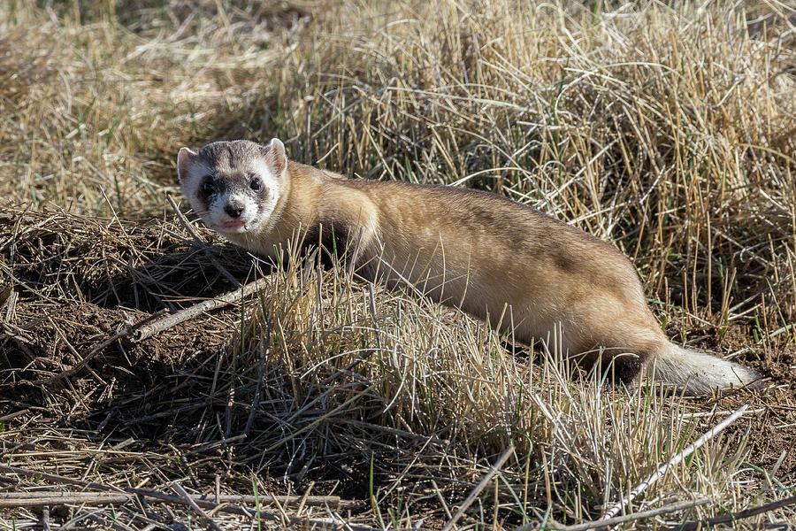 Black-footed Ferret On the Prowl Photograph by Tony Hake
