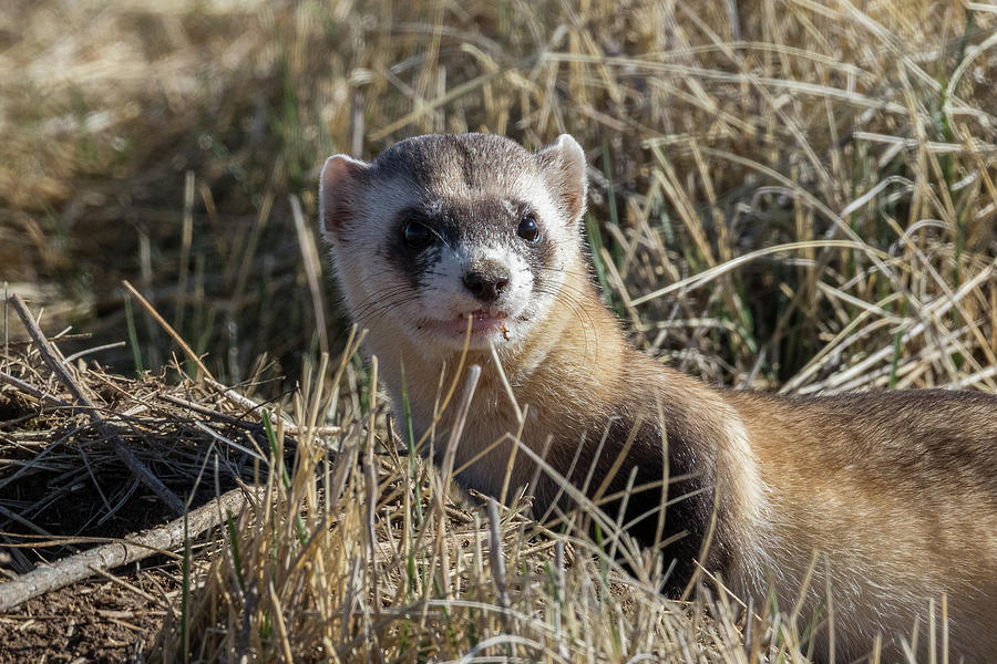 Black-footed Ferret Up Close Photograph by Tony Hake
