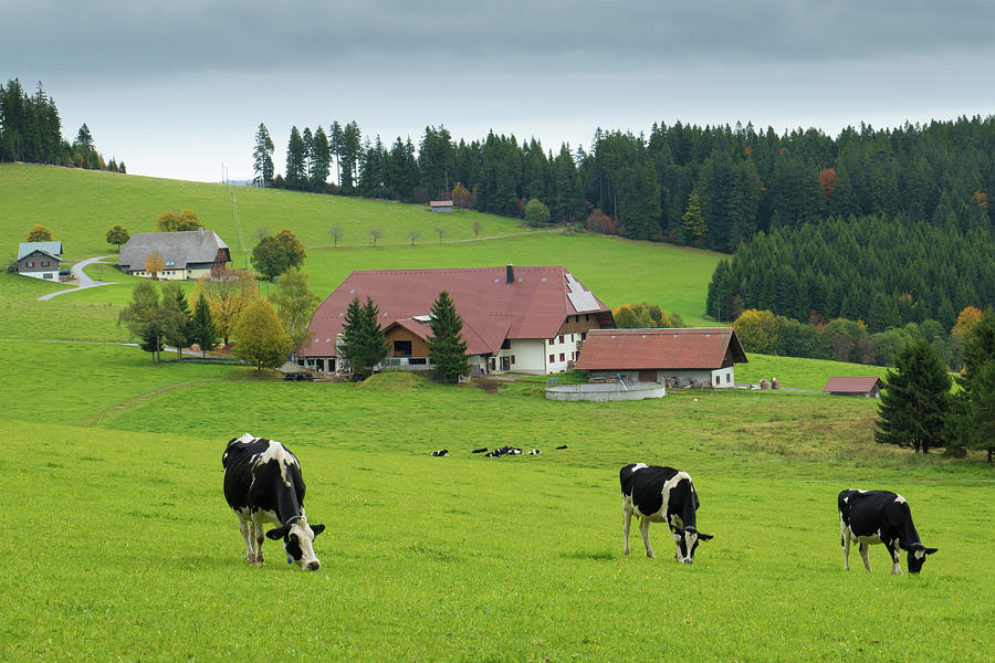 Black Forest Cows Schwarzwald Germany Photograph by Matthias Hauser