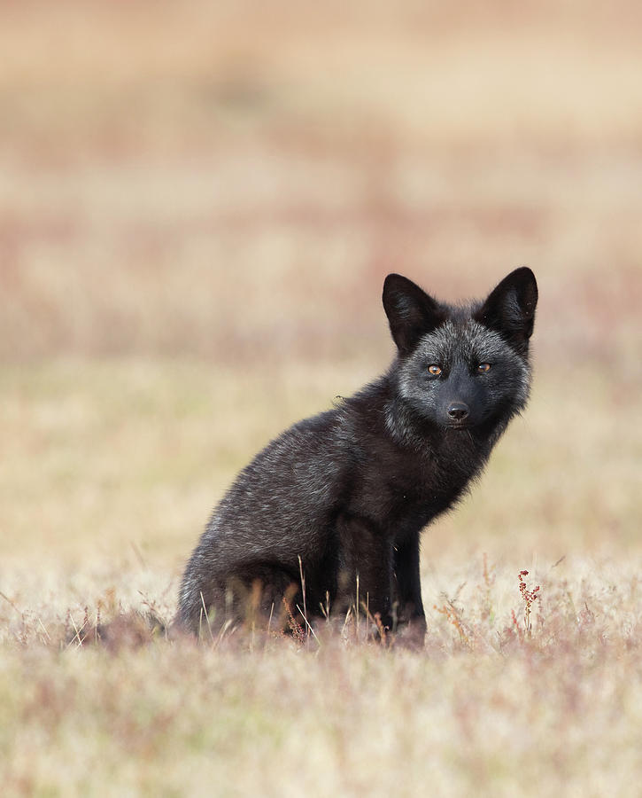 Black Fox Kit in Field 2 Photograph by Max Waugh