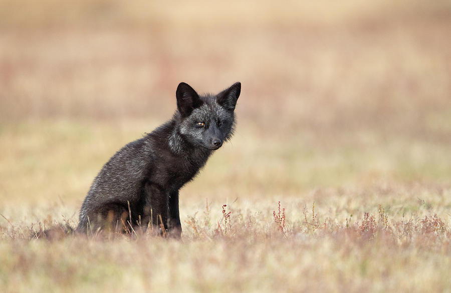 Nature Photograph - Black Fox Kit in Field by Max Waugh