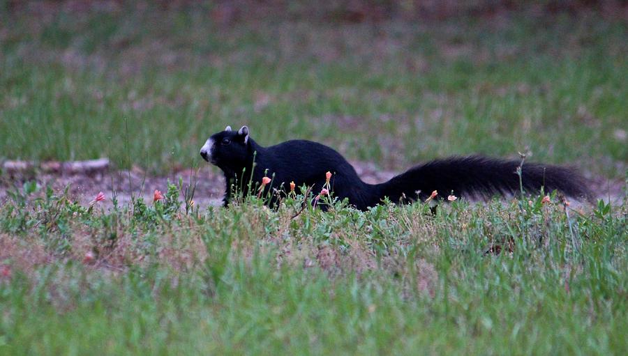 Black Fox Squirrel Photograph by Cynthia Guinn