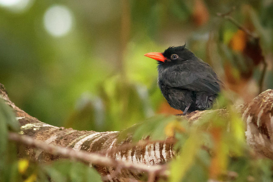 Black Fronted Nunbird La Macarena Colombia Photograph by Adam Rainoff