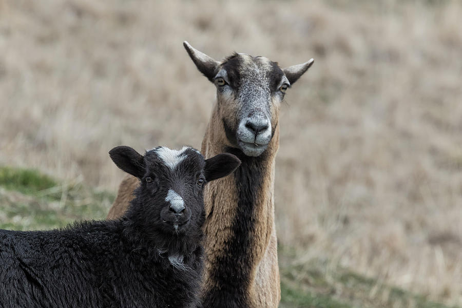 Black Goat and Barbados Blackbelly Sheep, No. 1 Photograph by Belinda Greb