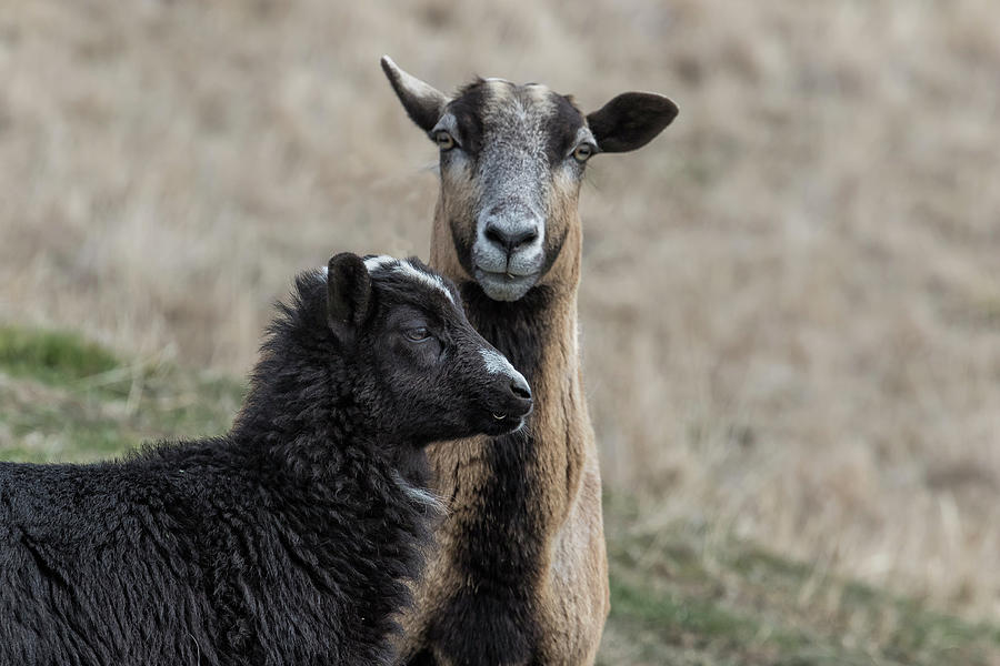 Black Goat and Barbados Blackbelly Sheep, No. 2 Photograph by Belinda Greb