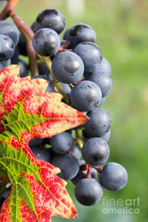Black Grapes on the Vine Photograph by Julia Gavin