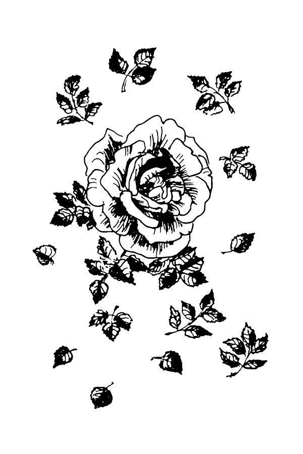 Black Graphic Rose Drawing by Masha Batkova