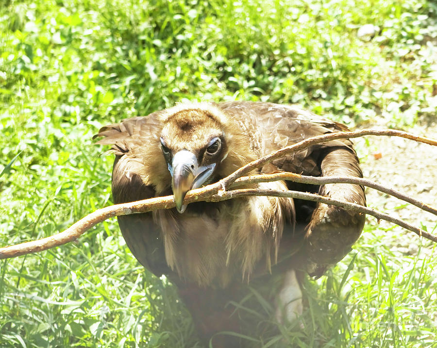 Black griffon - Black vulture Photograph by Irina Afonskaya