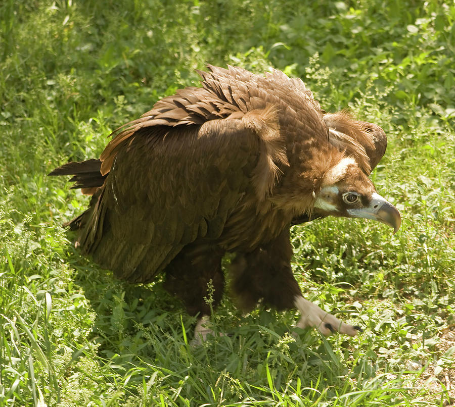 Black griffon - vulture Photograph by Irina Afonskaya
