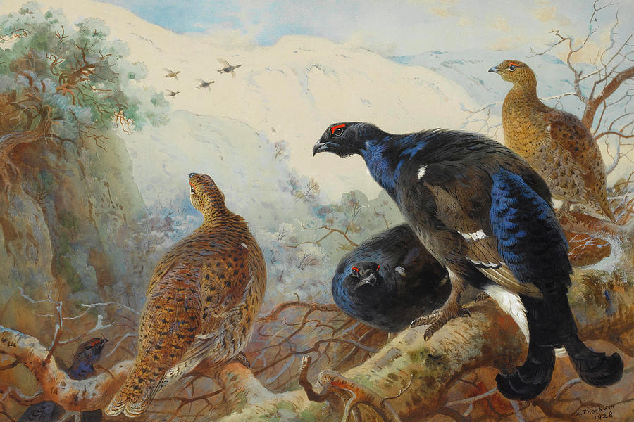 Black Grouse and Gamebirds by Thorburn Mixed Media by Movie Poster Prints