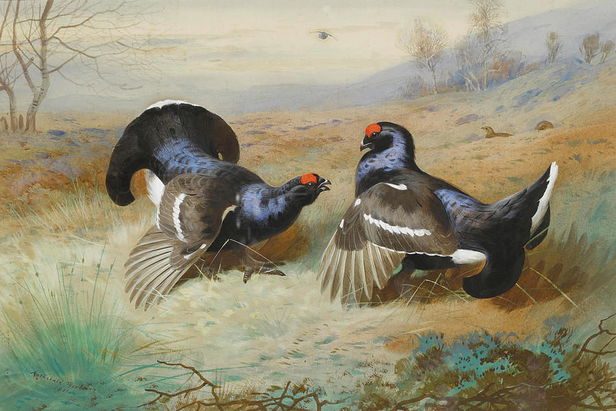 Black Grouse by Thorburn Mixed Media by Movie Poster Prints