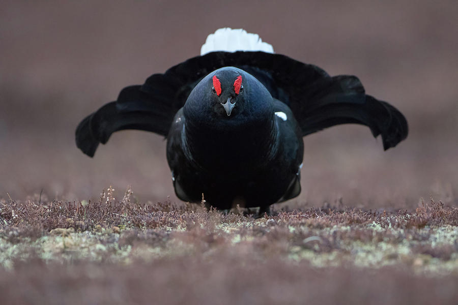 Black Grouse Face Off Photograph by Pete Walkden