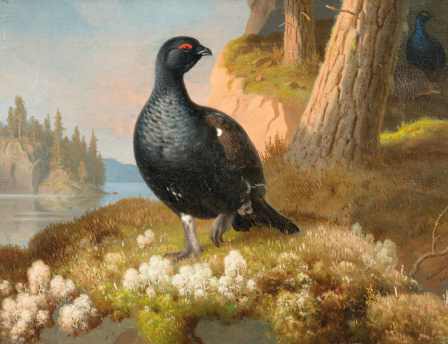 Black Grouse Painting by Ferdinand von Wright