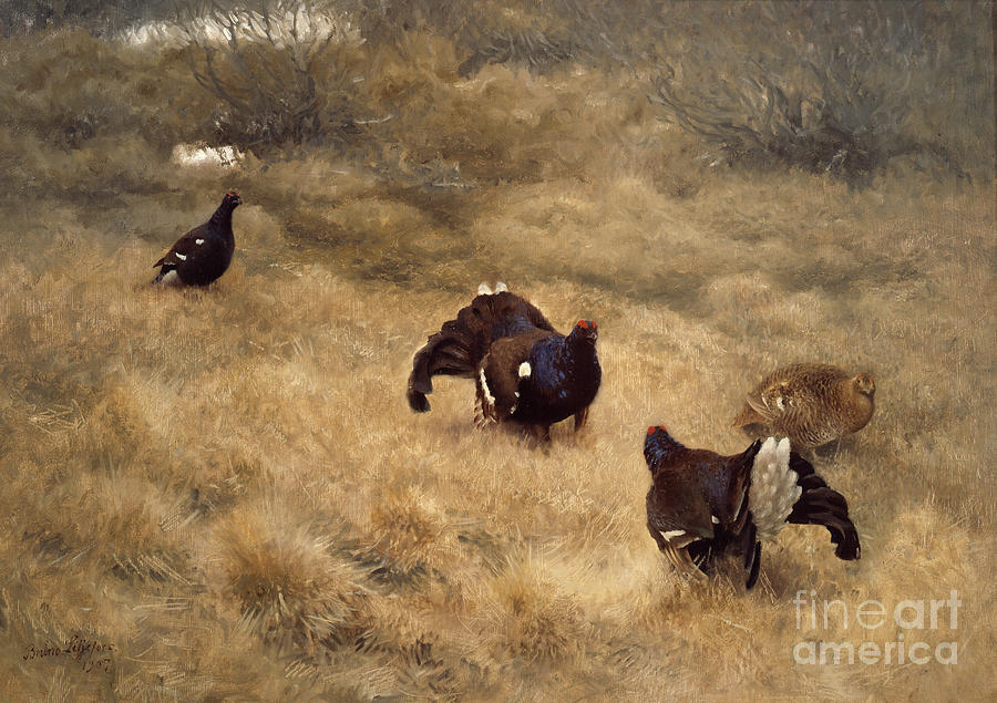 Black grouse mating game in the moss Painting by O Vaering