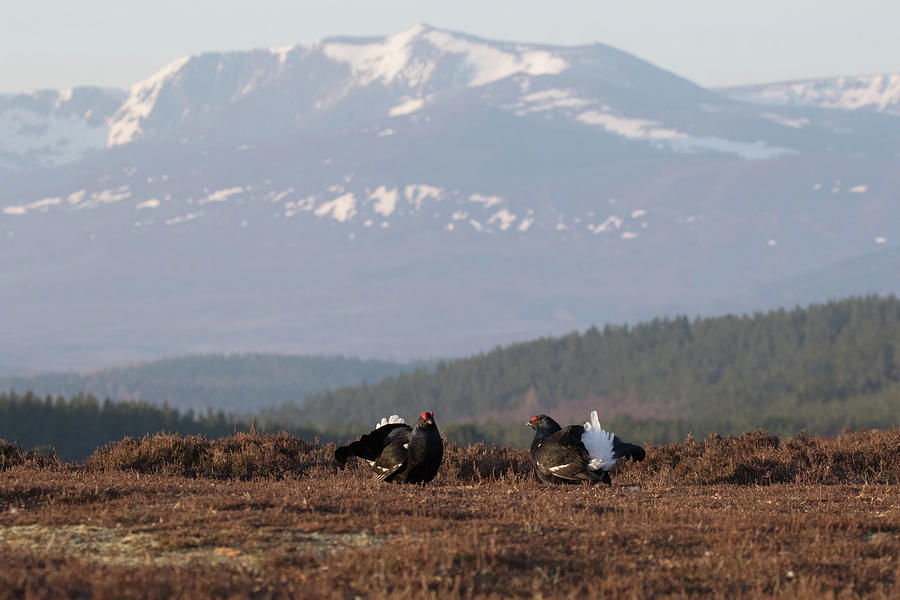 Black Grouse Mountains Photograph by Pete Walkden