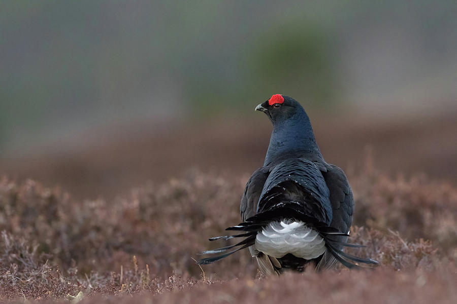 Black Grouse Over The Shoulder Photograph by Pete Walkden