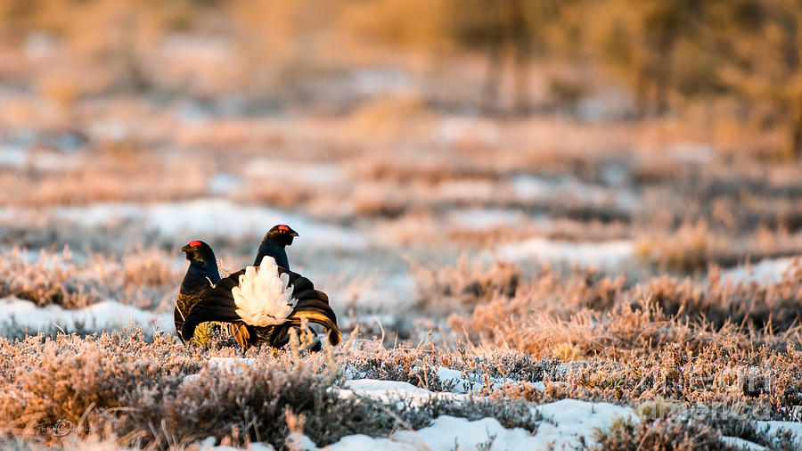 Black Grouse Photograph by Torbjorn Swenelius