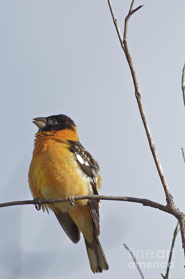 Black Headed Grosbeak Photograph by Natural Focal Point Photography