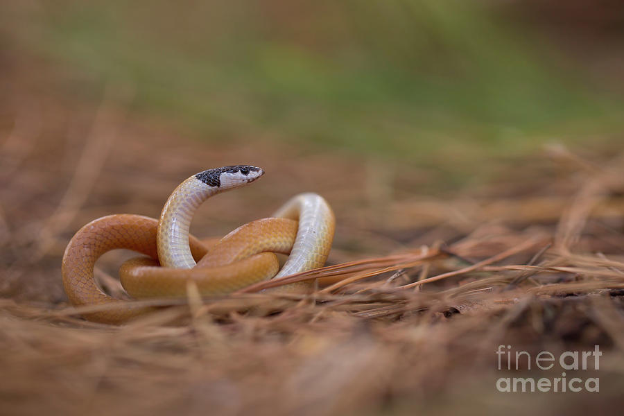 Rhynchocalamus melanocephalus. Tropidophis greenwayi. Tropidophis melanurus. мужчина земляная змея. змея черноголовый полоз.