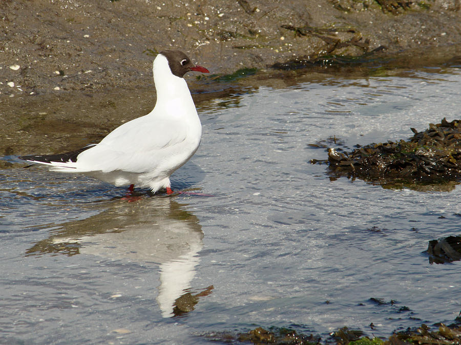 Black Headed Gull and Reflection Photograph by Adrian Wale