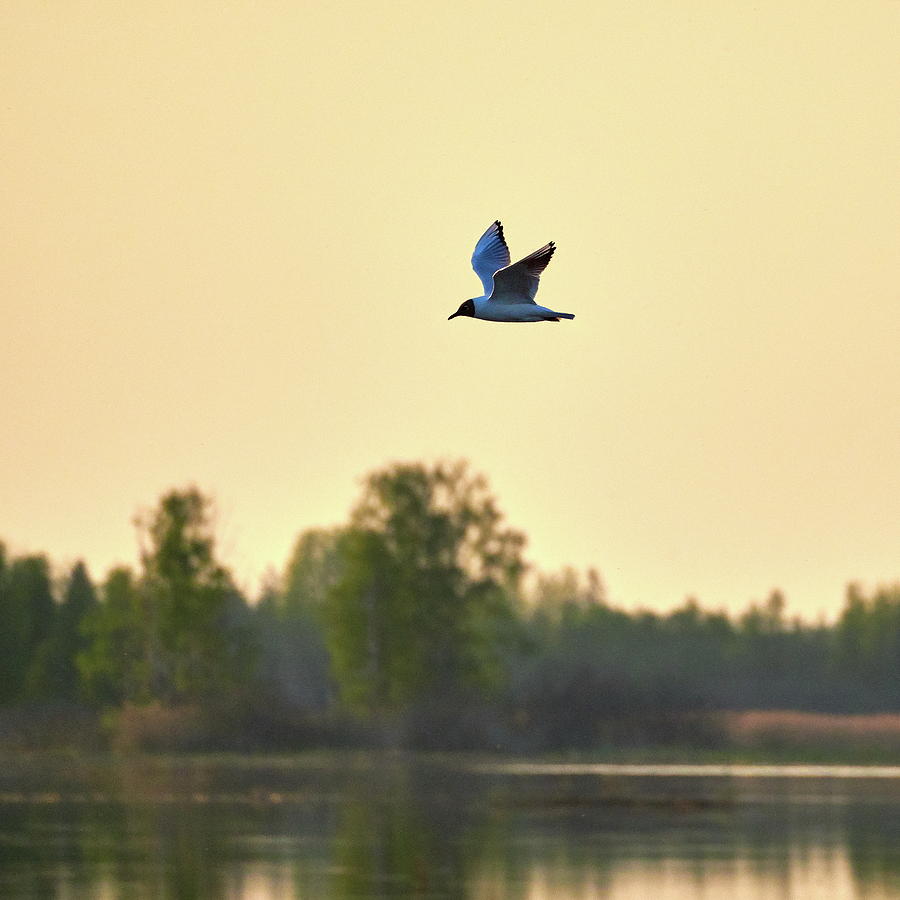 Black-headed gull evening flight Photograph by Jouko Lehto