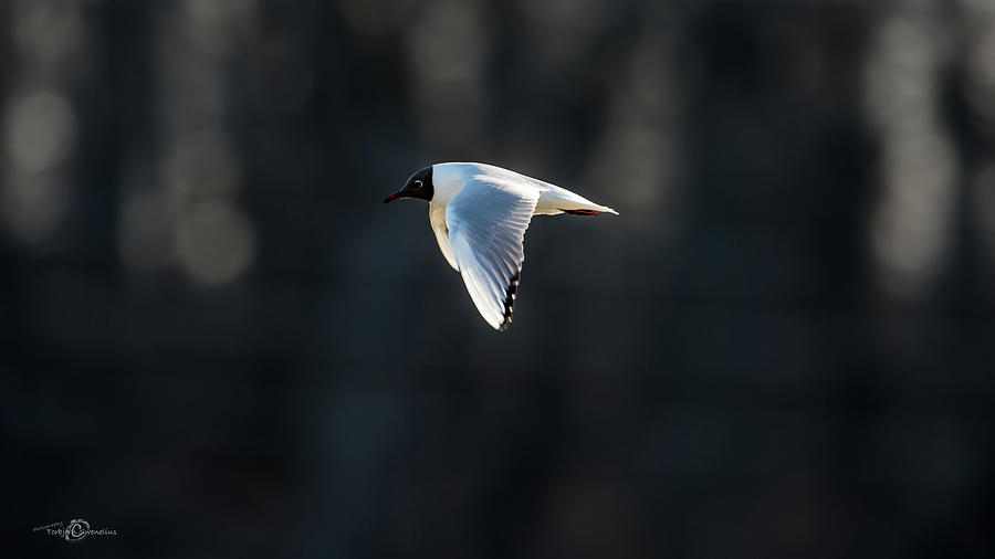 Black-headed Gull Flying In The Sun Photograph