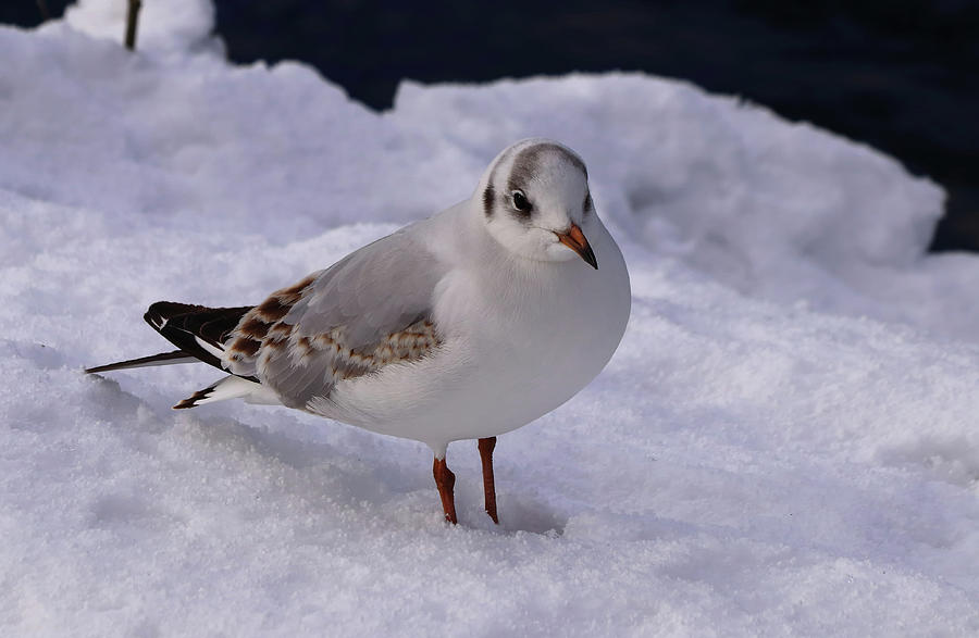 Black Headed Gull in the Snow Photograph by Jeff Townsend