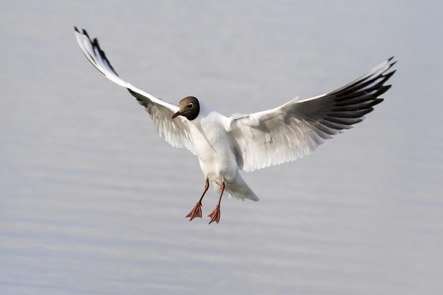 Black headed gull landing Photograph by Chris Smith