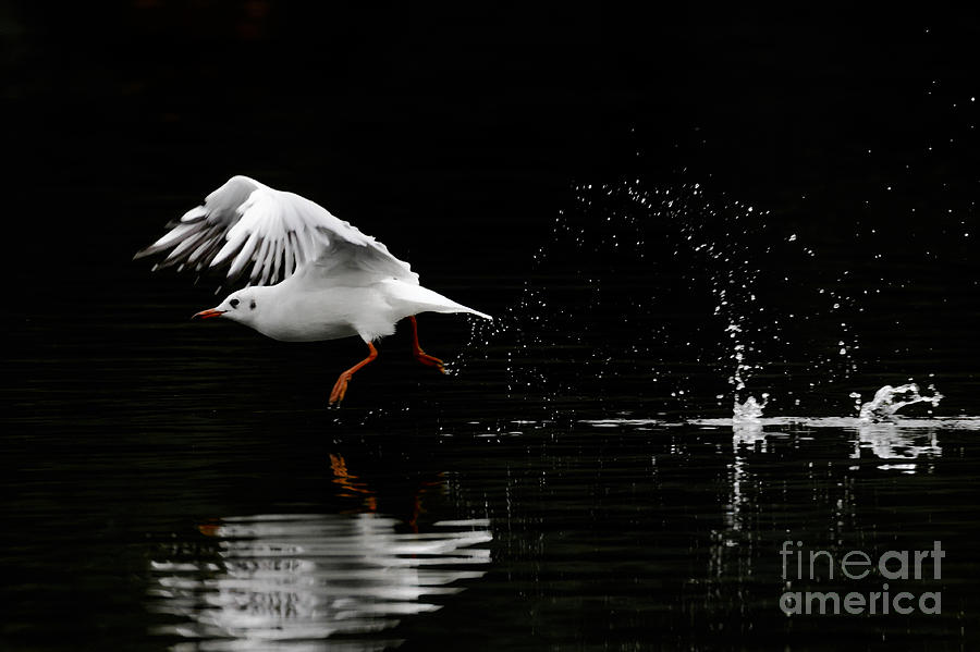 Chroicocephalus Ridibundus Photograph - Black-headed Gull - Low Key by Paul Farnfield Chroicocephalus Ridibundus Photograph - Black-headed Gull - Low Key by Paul Farnfield