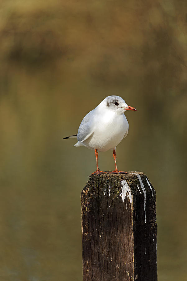 Black-Headed Gull on a Fence Post Photograph by Rod Johnson