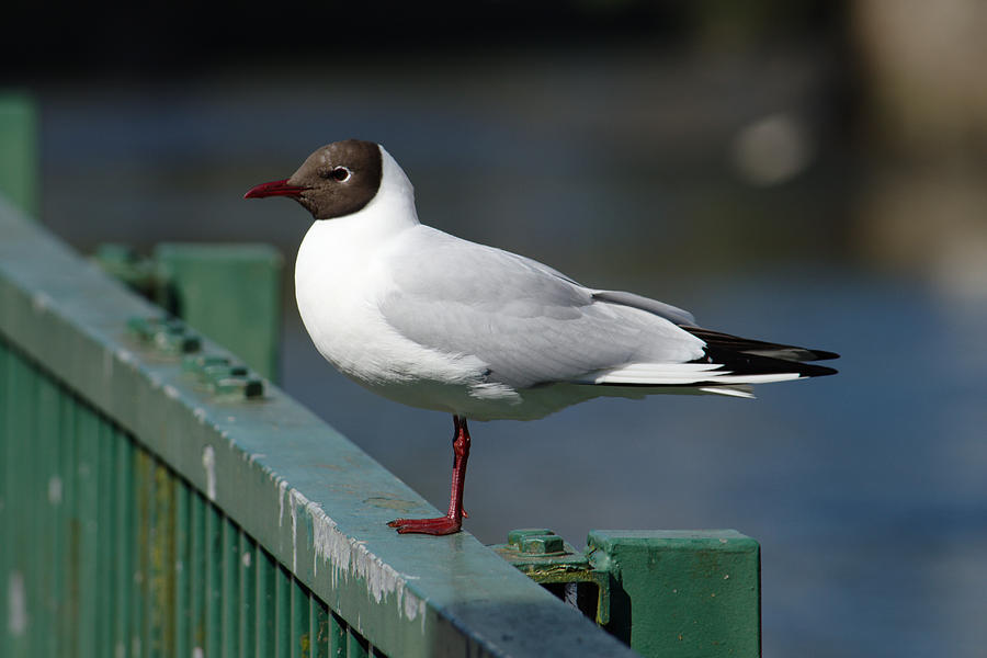 Black Headed Gull On Fence Photograph by Adrian Wale